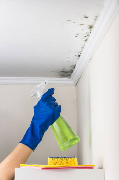 Mold Removal Process in Mayfield Heights, OH